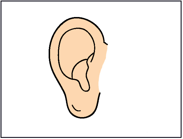 EAR.jpg