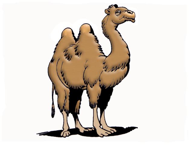 camel.jpg