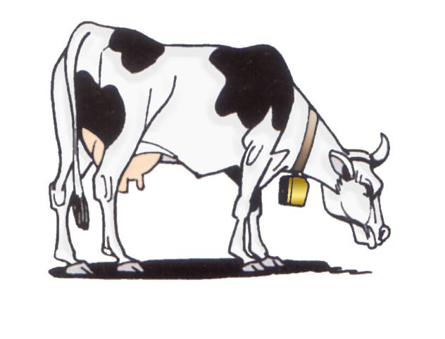 cow1.jpg