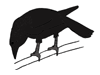 crow.gif