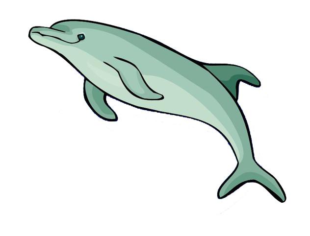 dolphin.jpg