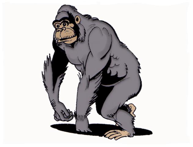 gorilla1.jpg