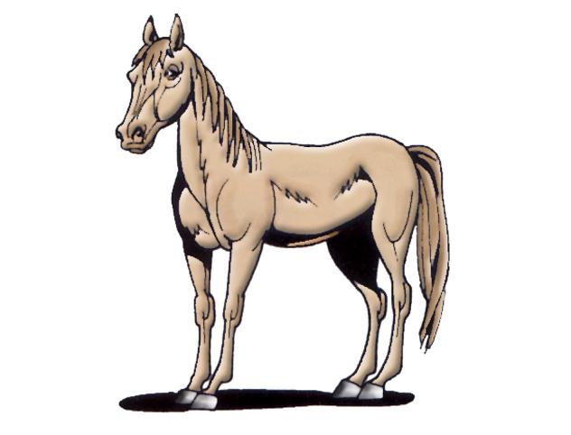 horse1.jpg