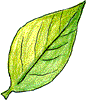 leaf-wt.gif