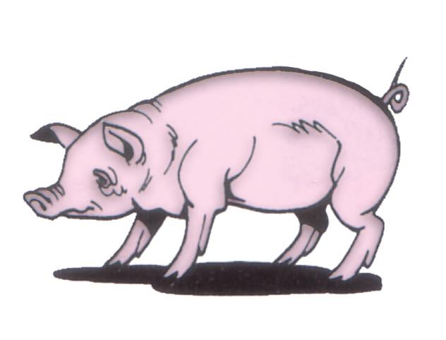 pig1.jpg