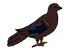 pigeon.gif