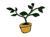 plant.gif